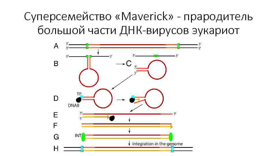 Суперсемейство «Maverick» - прародитель большой части ДНК-вирусов эукариот 