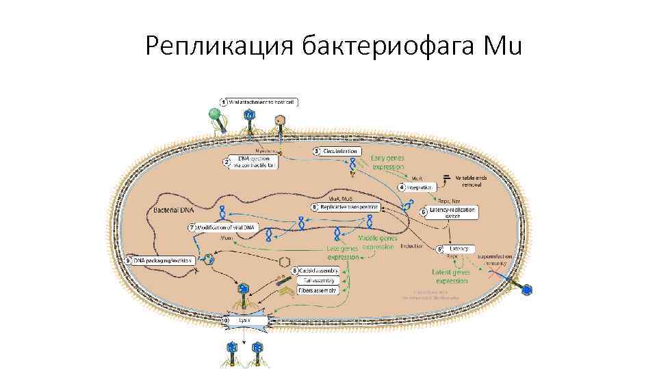 Репликация бактериофага Mu 