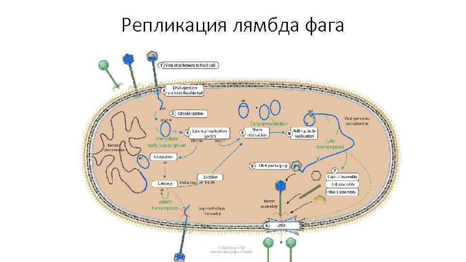 Репликация лямбда фага 