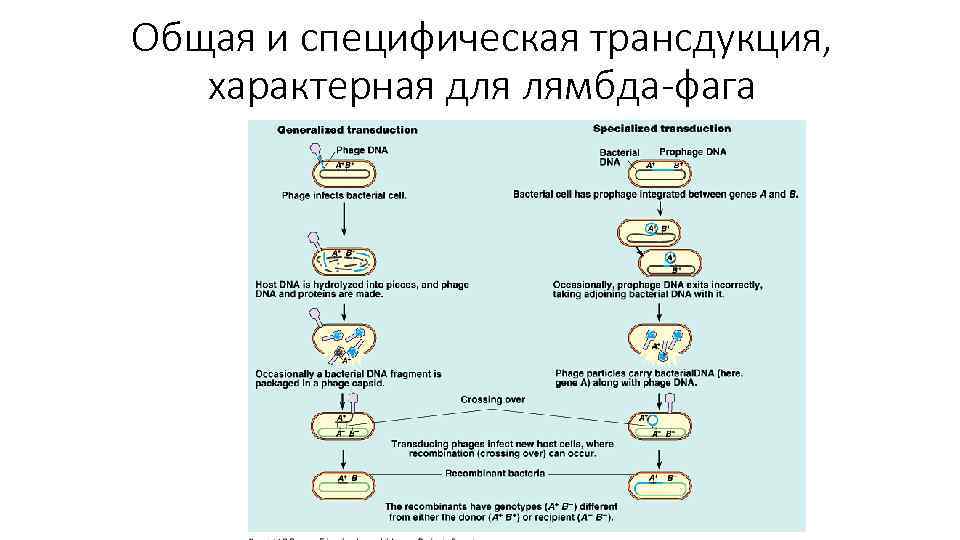 Общая и специфическая трансдукция, характерная для лямбда-фага 