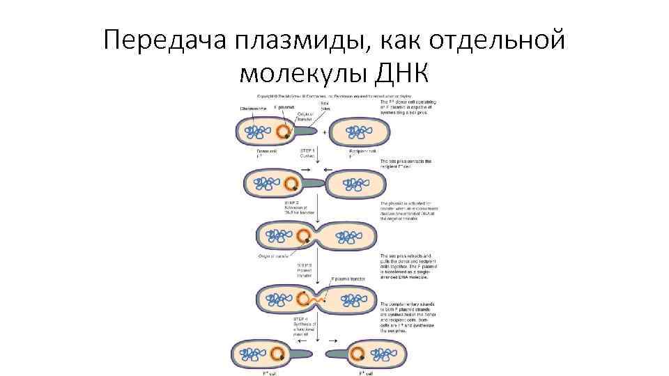 Передача плазмиды, как отдельной молекулы ДНК 