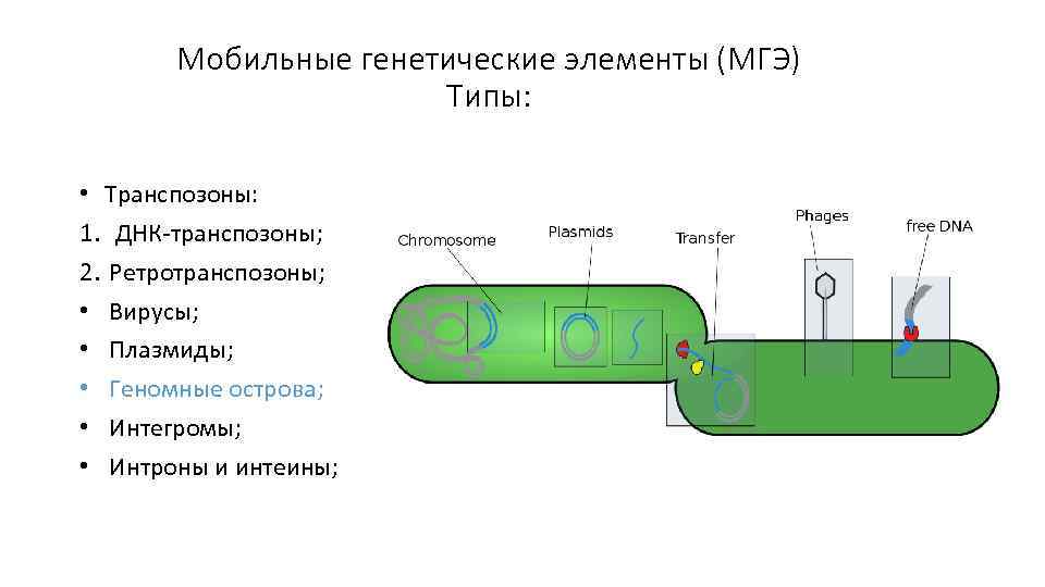 Мобильные генетические элементы (МГЭ) Типы: • Транспозоны: 1. ДНК-транспозоны; 2. Ретротранспозоны; • Вирусы; •