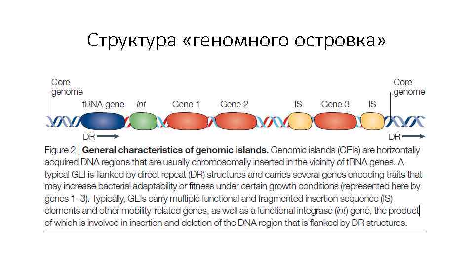 Структура «геномного островка» 