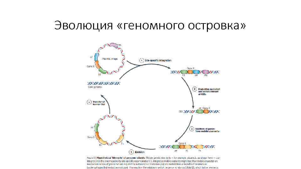 Эволюция «геномного островка» 