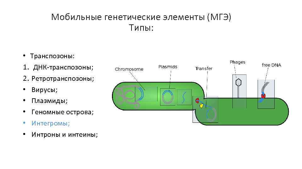 Мобильные генетические элементы (МГЭ) Типы: • Транспозоны: 1. ДНК-транспозоны; 2. Ретротранспозоны; • Вирусы; •