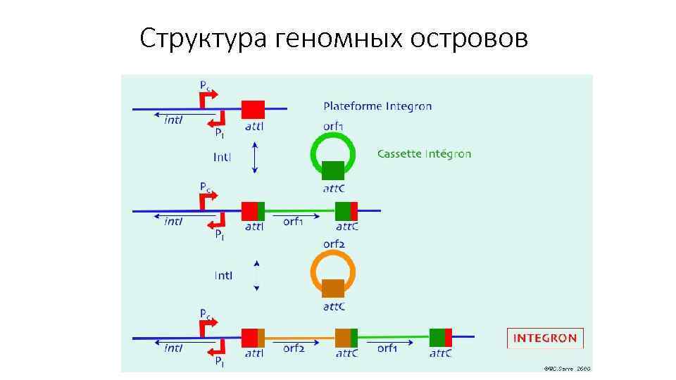 Структура геномных островов 