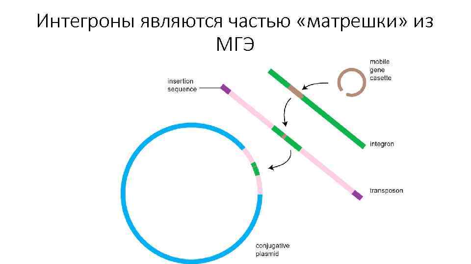 Интегроны являются частью «матрешки» из МГЭ 