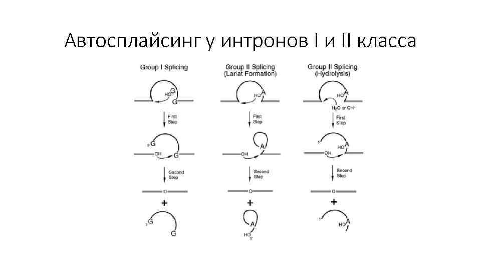 Автосплайсинг у интронов I и II класса 