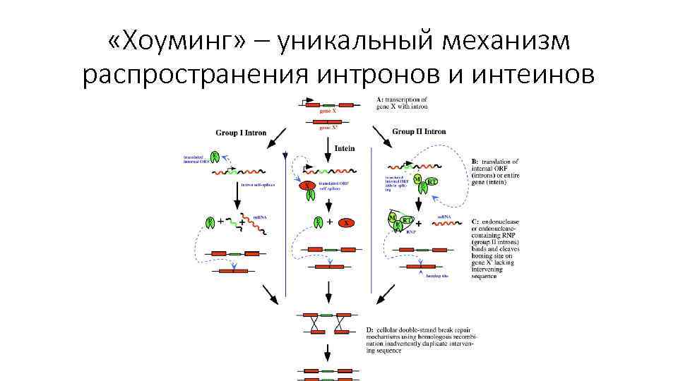  «Хоуминг» – уникальный механизм распространения интронов и интеинов 