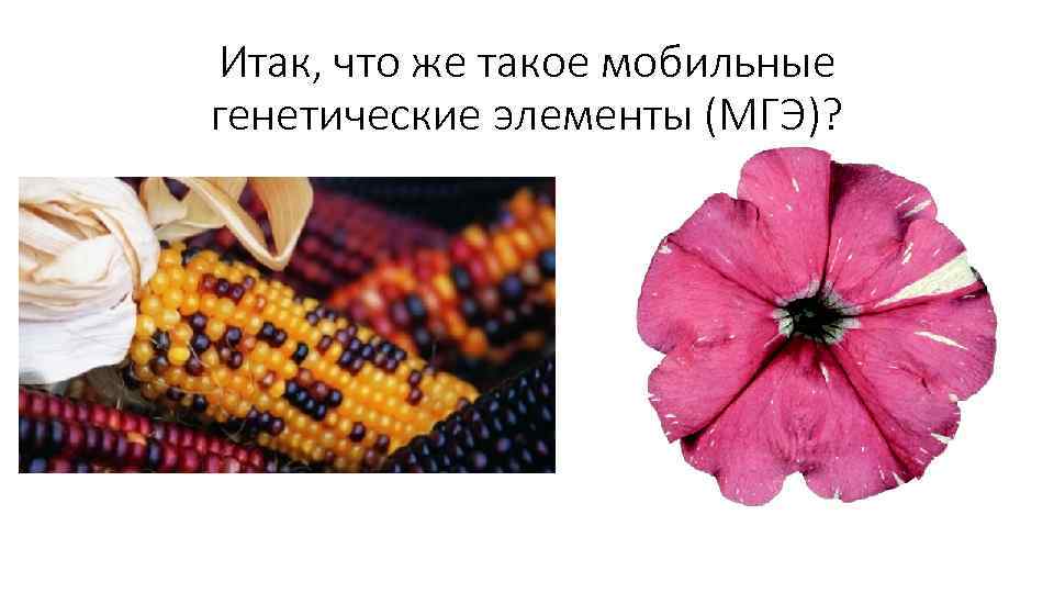 Итак, что же такое мобильные генетические элементы (МГЭ)? 