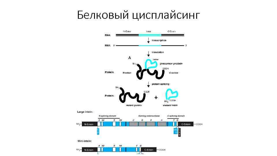 Белковый цисплайсинг 