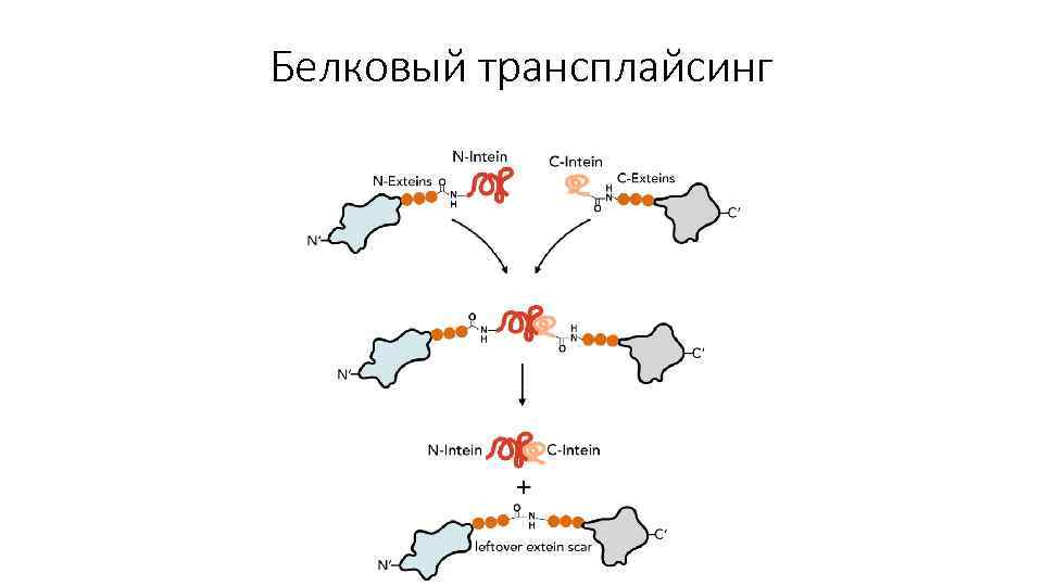 Белковый трансплайсинг 