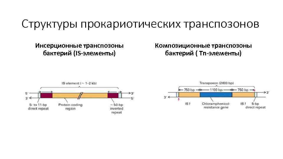 Структуры прокариотических транспозонов Инсерционные транспозоны бактерий (IS-элементы) Композиционные транспозоны бактерий ( Tn-элементы) 