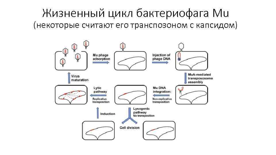 Жизненный цикл бактериофага схема