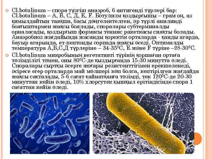  Cl. botulinum – спора түзгіш анаэроб, 6 антигенді түрлері бар: Cl. botulinum –