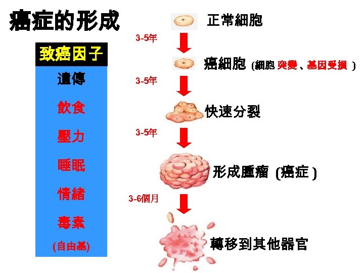 癌症的形成 致癌因子 遺傳 正常細胞 3 -5年 癌細胞 3 -5年 飲食 壓力 快速分裂 3 -5年