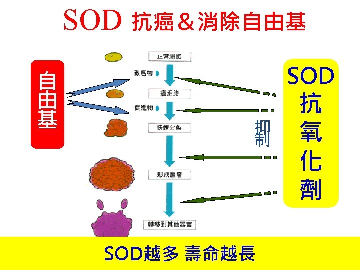 SOD 抗癌＆消除自由基 自 由 基 SOD 抑 制 SOD越多 壽命越長 抗 氧 化 劑