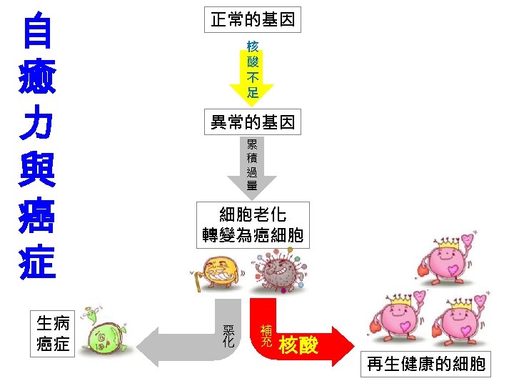 自 癒 力 與 癌 症 生病 癌症 正常的基因 核 酸 不 足 異常的基因