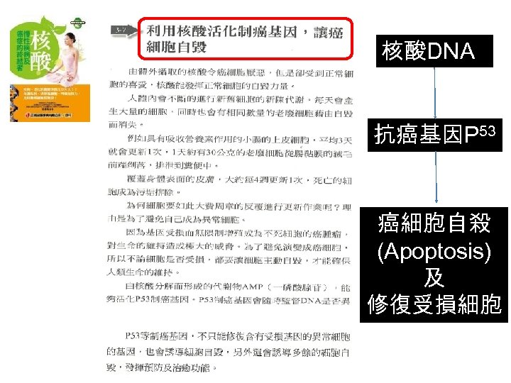 核酸DNA 抗癌基因P 53 癌細胞自殺 (Apoptosis) 及 修復受損細胞 