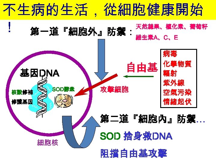 不生病的生活，從細胞健康開始 ！ 第一道『細胞外』防禦：天然蔬果、植化素、葡萄籽 維生素A、C、E 基因DNA 核酸修補 SOD酵素 修護基因 自由基 攻擊細胞 病毒 化學物質 輻射 紫外線