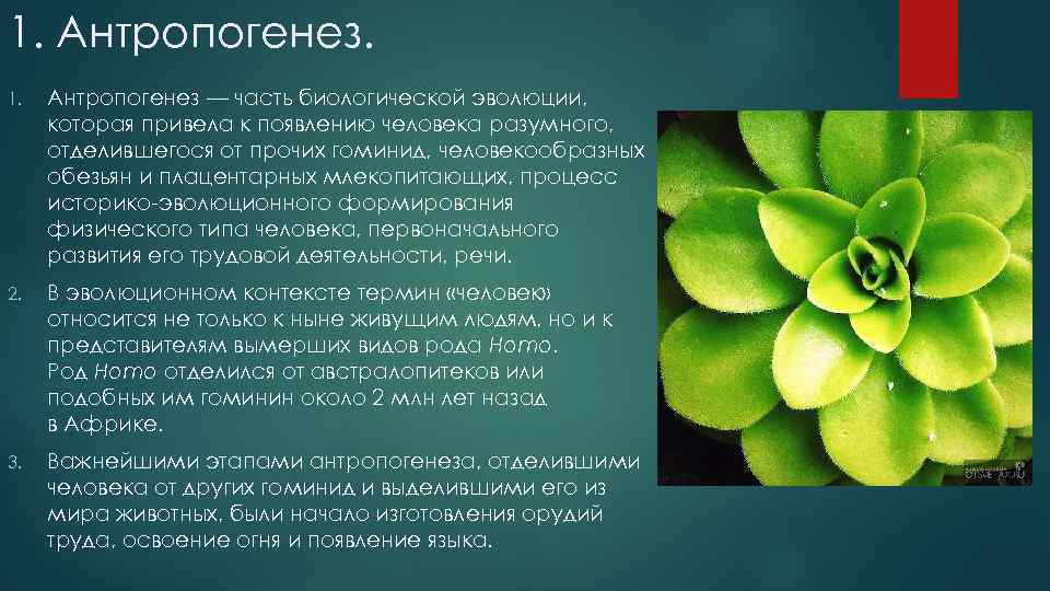 1. Антропогенез. 1. Антропогенез — часть биологической эволюции, которая привела к появлению человека разумного,