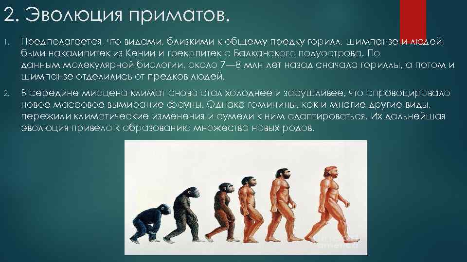 2. Эволюция приматов. 1. Предполагается, что видами, близкими к общему предку горилл, шимпанзе и