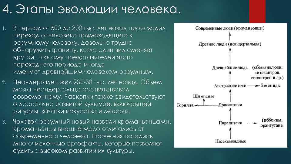4. Этапы эволюции человека. 1. В период от 500 до 200 тыс. лет назад