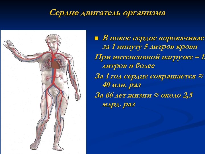 Сердце двигатель организма – В покое сердце «прокачивает за 1 минуту 5 литров крови
