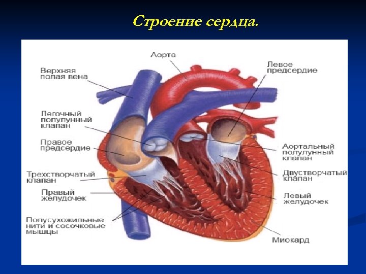 Строение сердца у собаки картинка