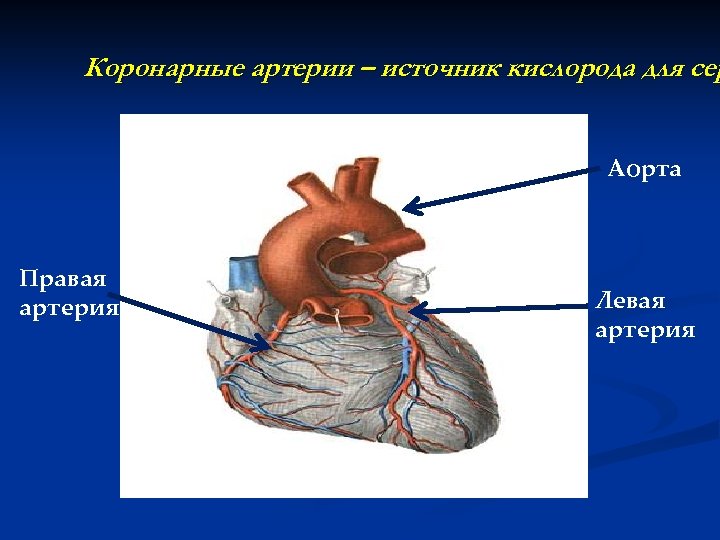 Коронарные артерии – источник кислорода для сер Аорта Правая артерия Левая артерия 