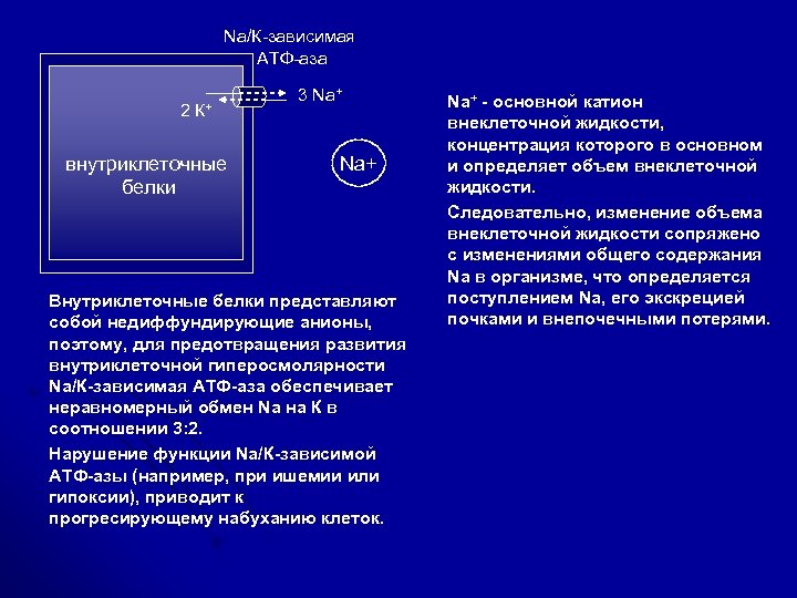 Na/К-зависимая АТФ-аза 2 К+ внутриклеточные белки 3 Na+ Внутриклеточные белки представляют собой недиффундирующие анионы,
