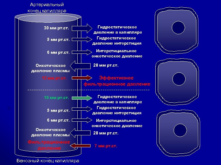 Артериальный конец капилляра 30 мм рт. ст. 5 мм рт. ст. 6 мм рт.