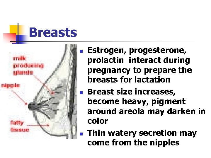 Breasts n n n Estrogen, progesterone, prolactin interact during pregnancy to prepare the breasts