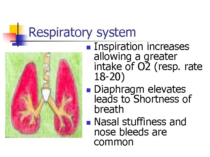 Respiratory system Inspiration increases allowing a greater intake of O 2 (resp. rate 18