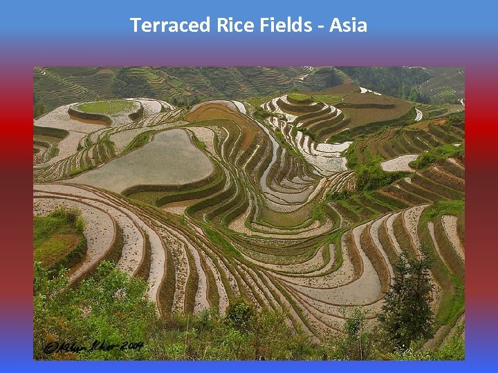 Terraced Rice Fields - Asia 