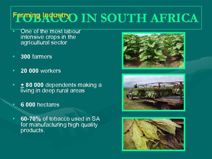 TOBACCO IN SOUTH AFRICA Farming Industry • One of the most labour intensive crops