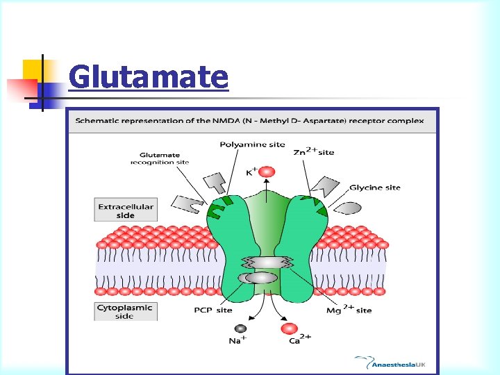 Glutamate 