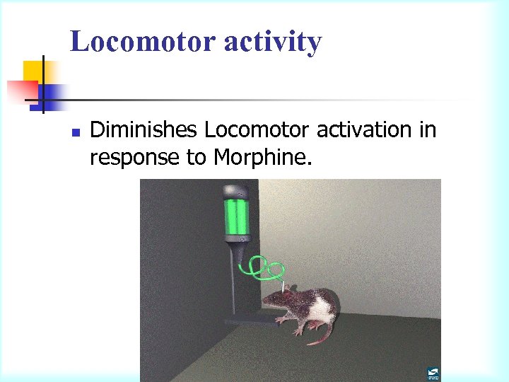 Locomotor activity n Diminishes Locomotor activation in response to Morphine. 