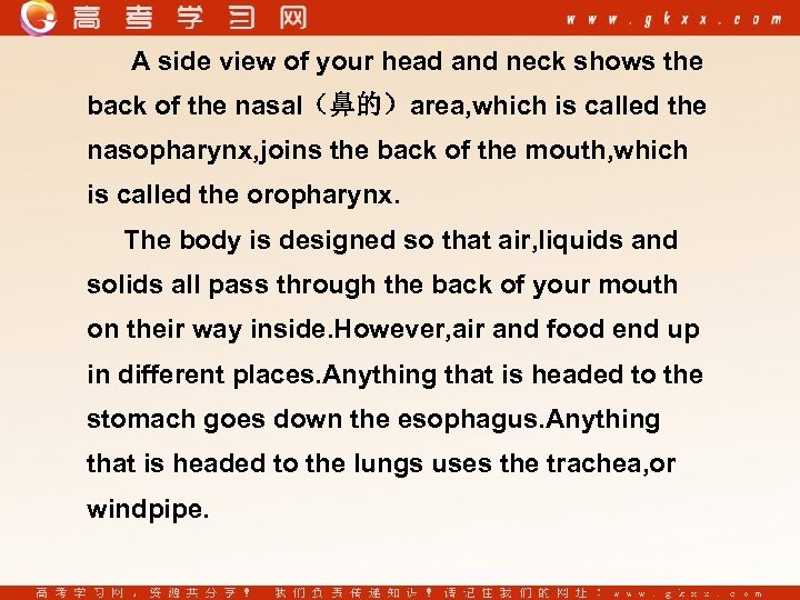 A side view of your head and neck shows the back of the nasal（鼻的）area,