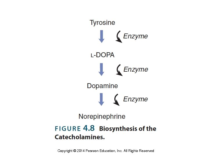 Copyright © 2014 Pearson Education, Inc. All Rights Reserved 