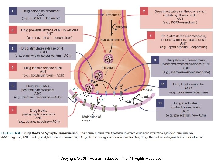 Copyright © 2014 Pearson Education, Inc. All Rights Reserved 