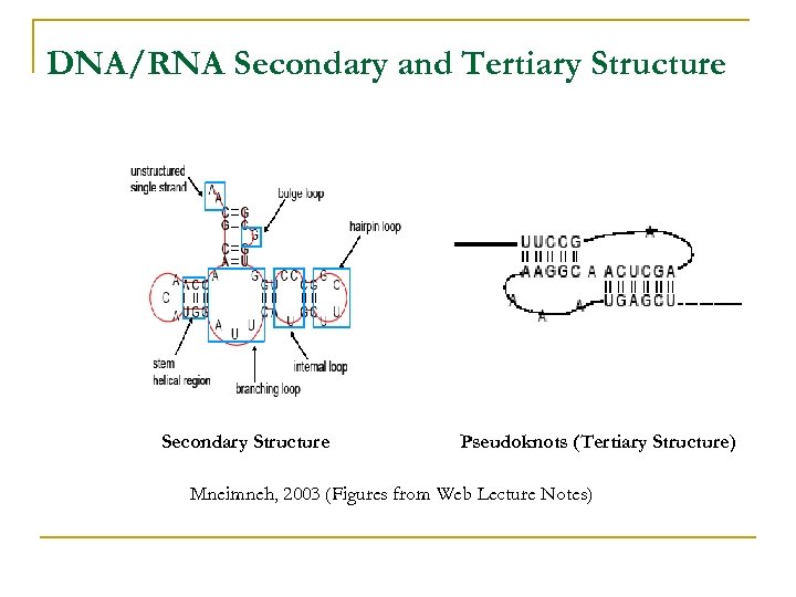 DNA/RNA Secondary and Tertiary Structure Secondary Structure Pseudoknots (Tertiary Structure) Mneimneh, 2003 (Figures from