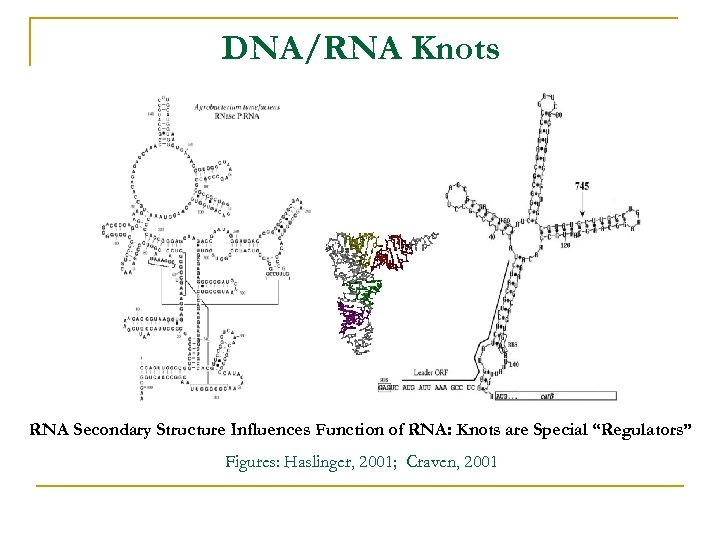 DNA/RNA Knots RNA Secondary Structure Influences Function of RNA: Knots are Special “Regulators” Figures: