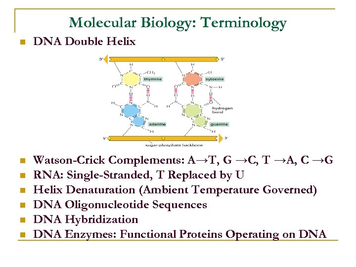 Molecular Biology: Terminology n DNA Double Helix n Watson-Crick Complements: A→T, G →C, T