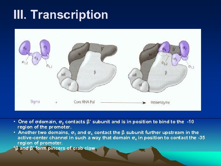 III. Transcription • One of σdomain, σ2 contacts β’ subunit and is in position