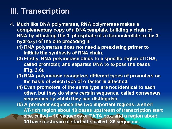 III. Transcription 4. Much like DNA polymerase, RNA polymerase makes a complementary copy of