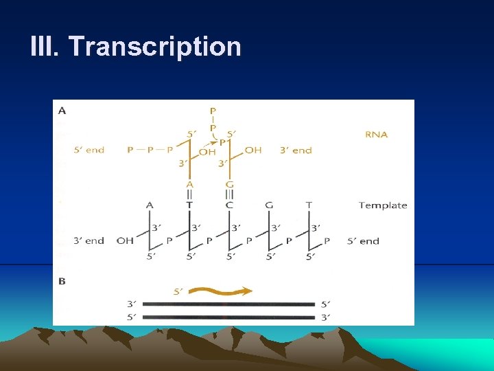 III. Transcription 