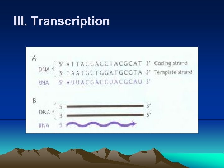 III. Transcription 