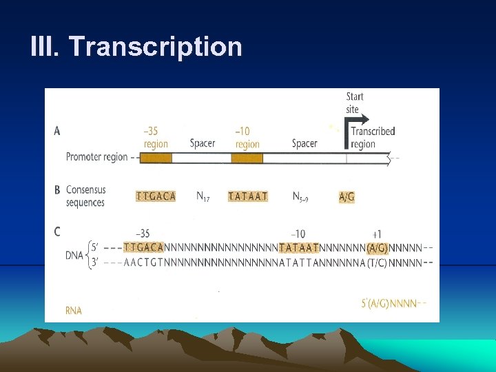 III. Transcription 