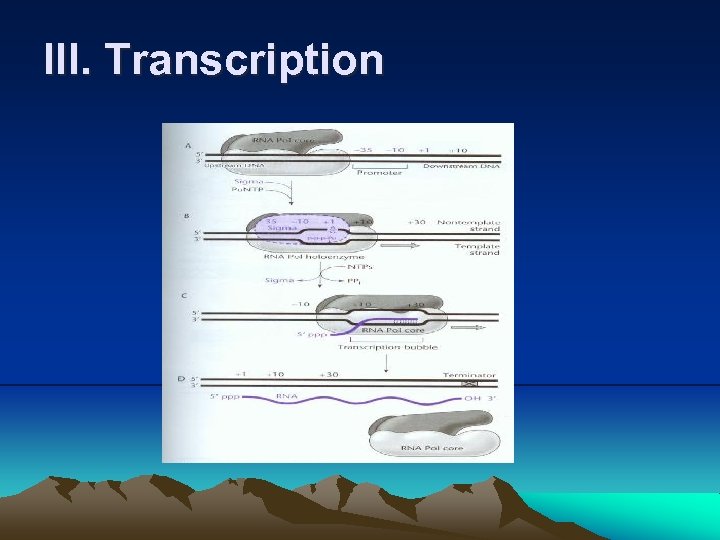 III. Transcription 